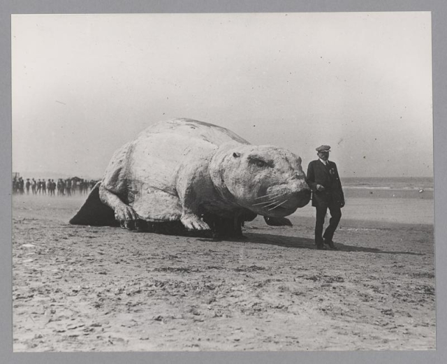 Photograph of a large papier mache beaver mascot at the 1916 Nantasket Beach Alumni Day procession.